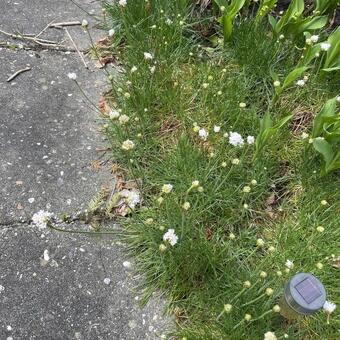 Armeria maritima