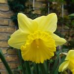 Narcissus  'Kiss Me' - 