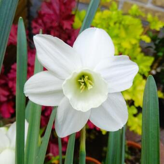 Narcissus 'Ice Wings'