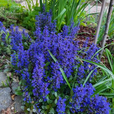 Ajuga reptans - Kriechender Günsel - Ajuga reptans