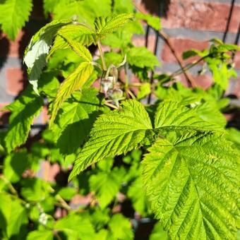 Rubus idaeus Twotimer 'Sugana Red'