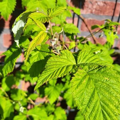 Rubus idaeus Twotimer 'Sugana Red'  - Rubus idaeus Twotimer 'Sugana Red' 