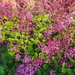 Syringa BLOOMERANG 'Dark Purple' - 