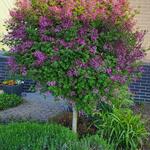 Syringa BLOOMERANG 'Dark Purple' - 