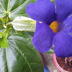 Thunbergia battiscombei - 