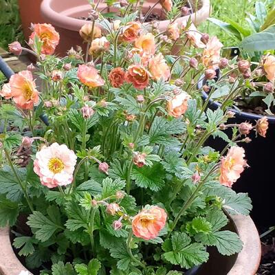 Geum - 