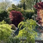 Cedrus deodara 'Golden Horizon' - 