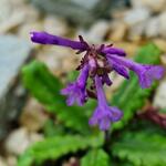 Wulfenia orientalis - 