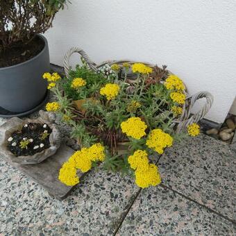 Achillea tomentosa 'Aurea'