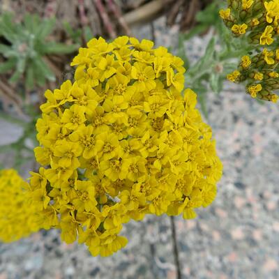 Achillea tomentosa 'Aurea'