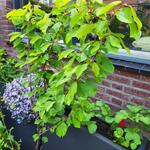 Prunus avium 'Regina' - 