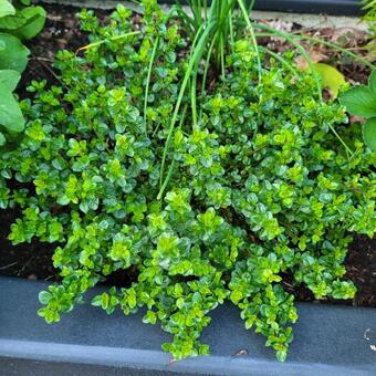 Thymus pulegioides 'Tabor'