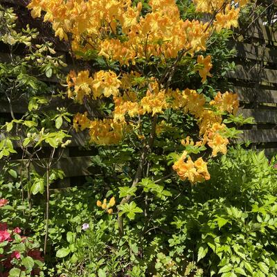 Rhododendron 'Oriental Queen' - 