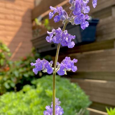 Nepeta grandiflora 'Summer Magic' - Nepeta grandiflora 'Summer Magic'