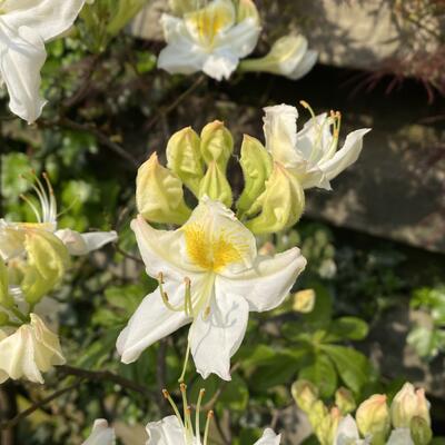 Rhododendron 'Ballerina' - 