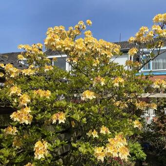 Rhododendron 'Lapwing'