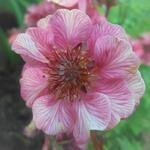 Geum 'TEMPO Rose' - 