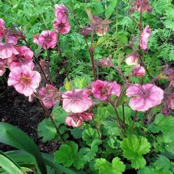 Geum 'TEMPO Rose'