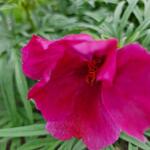 Paeonia tenuifolia  - 