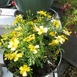 Tagetes tenuifolia 'Lemon Gem' - 