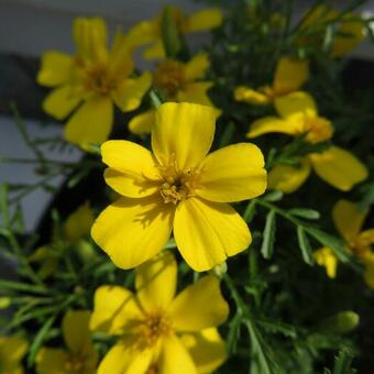 Tagetes tenuifolia 'Lemon Gem'