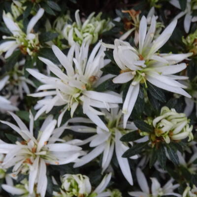 Rhododendron HORTINNO 'Evergreen White' - 