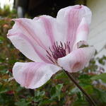 Clematis  'John Paul II'