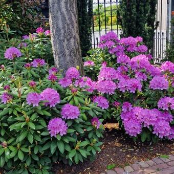 Rhododendron ponticum 'Roseum'