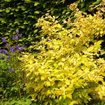 Philadelphus coronarius 'Aureus'