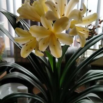 Clivia miniata var citrina