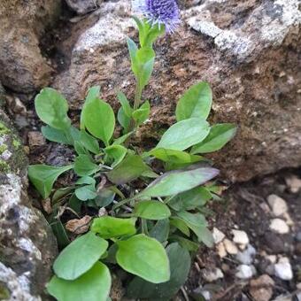 Globularia vulgaris