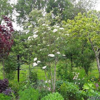 Sorbus commixta 'Carmencita'