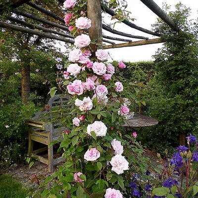 Rosa 'Kathleen Harrop' - 