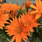 Gazania rigens 'Giant Deep Orange' - 