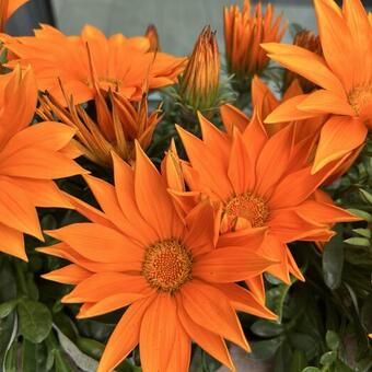 Gazania rigens 'Giant Deep Orange'