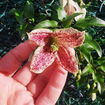 Clematis cirrhosa var. purpurascens 'Freckles'