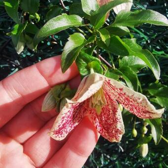 Clematis cirrhosa var. purpurascens 'Freckles'