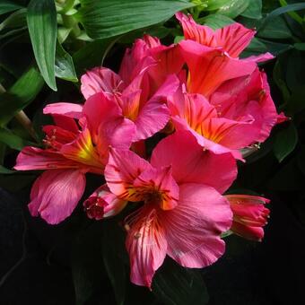 Alstroemeria COLORITA 'Theresa'