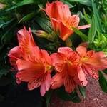 Alstroemeria COLORITA 'Amina' - 