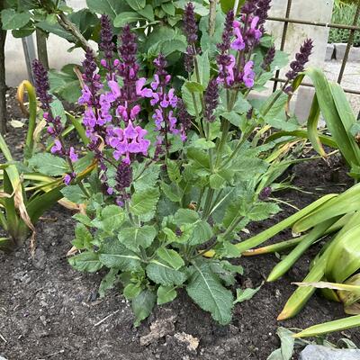 Salvia nemorosa 'MARVEL Rose' - Salvia x sylvestris 'Rose Marvel'