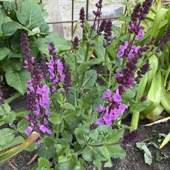 Salvia nemorosa 'MARVEL Rose'