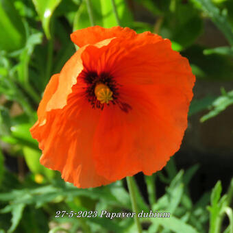 Papaver dubium