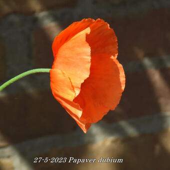 Papaver dubium