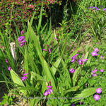 Bletilla striata purple variegated - 