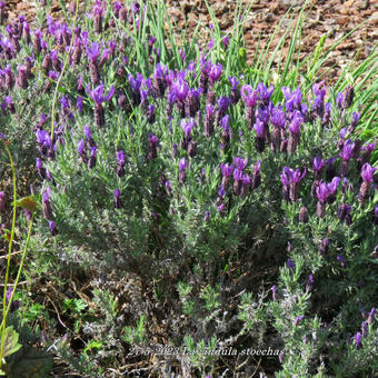 Lavandula stoechas