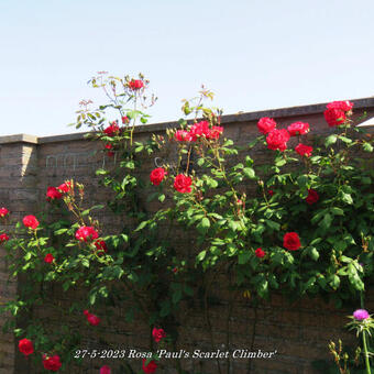 Rosa 'Paul's Scarlet Climber'