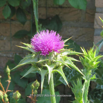 Silybum marianum