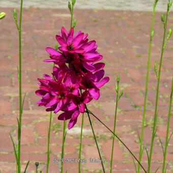 Ixia 'Mabel'