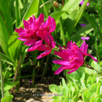 Ixia 'Mabel'