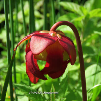 Sarracenia